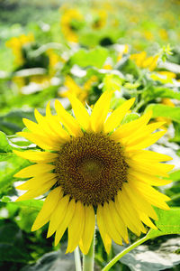 Close-up of yellow sunflower