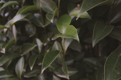 Close-up of fresh green leaves