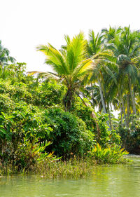 Palm trees by river against sky