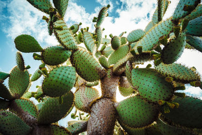 Close-up of cactus plants