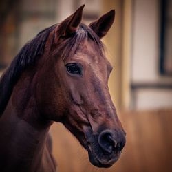 Close-up of horse