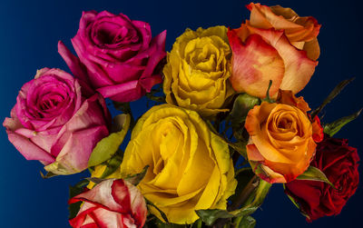 Close-up of multi colored flowers