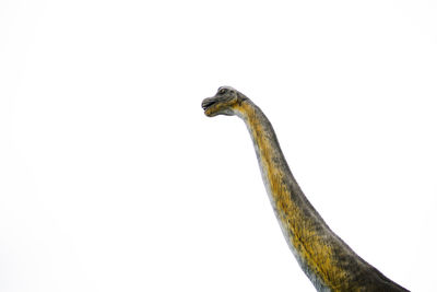 Low angle view of bird against white background