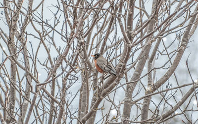 Bird perching on bare tree during winter