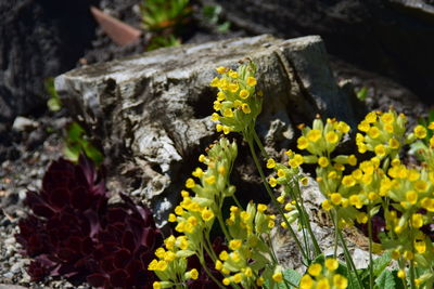 Close-up of yellow flowers