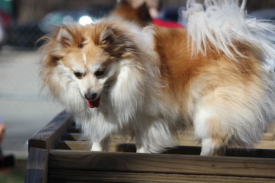 Close-up of dog looking away