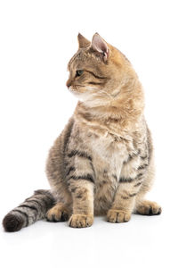 Close-up of a cat looking away against white background