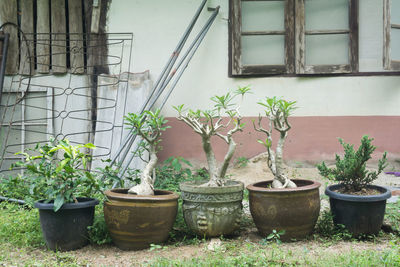 Potted plants growing outside building