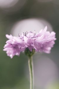 Close-up of pink rose flower