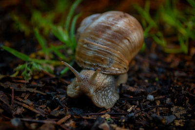 Snail crossing the street