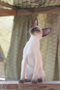 Cat looking away while sitting on floor