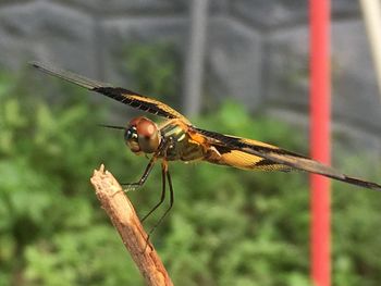 Close-up of dragonfly on twig