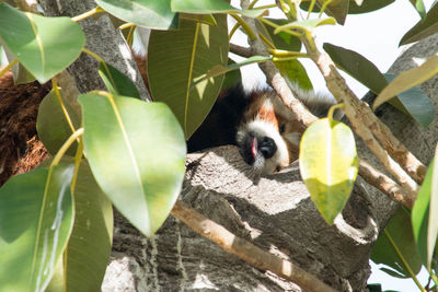 Close-up of fruits on tree