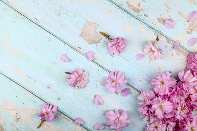 High angle view of pink flowering plants on wood