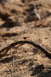 Close-up of insect on ground