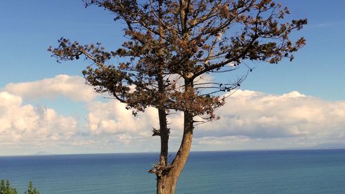 Tree by sea against sky