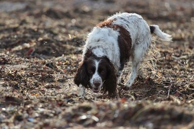 Portrait of dog on field