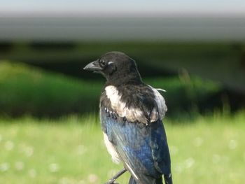 Close-up of a bird