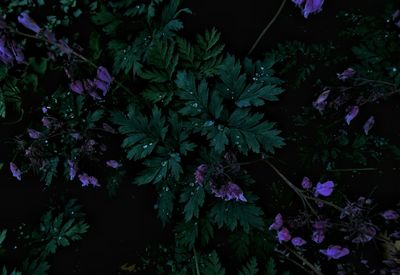 Close-up of purple flowers