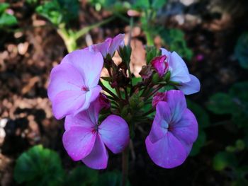 Close-up of pink flowers blooming outdoors