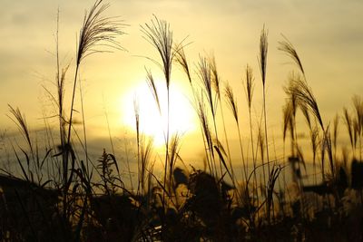 Close-up of silhouette grass against sunset