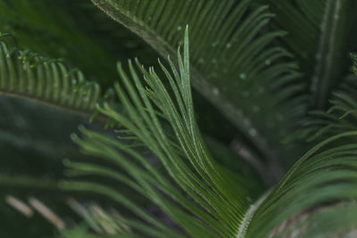 Close-up of green leaves on plant