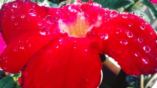 Close-up of wet red flower