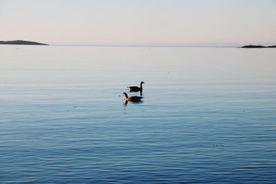 Ducks swimming in sea against sky