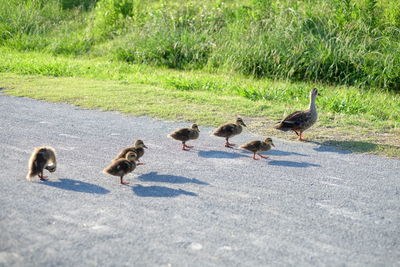 Ducks on road