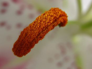 Close-up of yellow flower