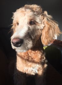 Close-up of a dog looking away