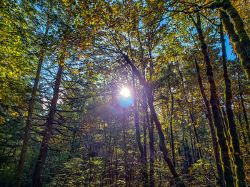 Low angle view of sunlight streaming through trees in forest