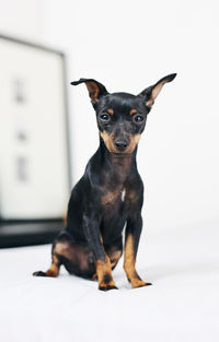 Portrait of dog against white background