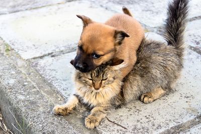 Close-up of dog sitting outdoors