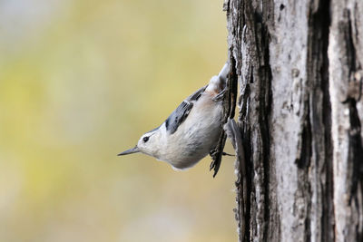 Close-up of white-breasted nuthatch on tree trunk