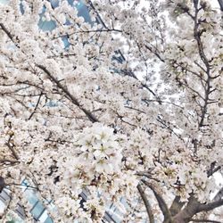 Close-up of white flowers growing on tree