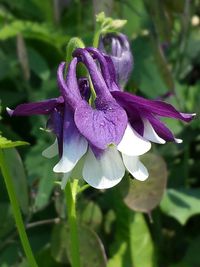 Close-up of purple flowers blooming outdoors