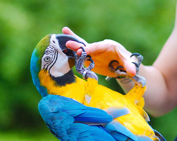 Close-up of a bird perching on branch