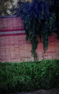 Plants growing on grassy field