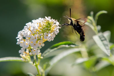 Close-up of bee pollinating on flower