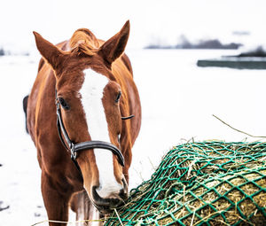 Close-up of a horse