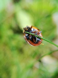 Close-up of insect on leaf
