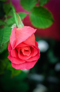 Close-up of rose against blurred background