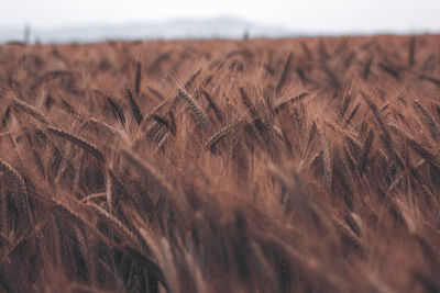 Close-up of wheat field