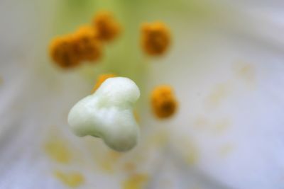 Close-up of flower against blurred background