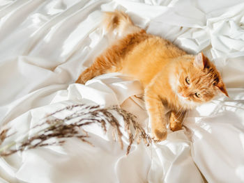 Cute ginger cat plays with dried grass on crumpled bed. morning bedtime with playful pet. 