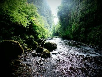 Scenic view of waterfall in forest