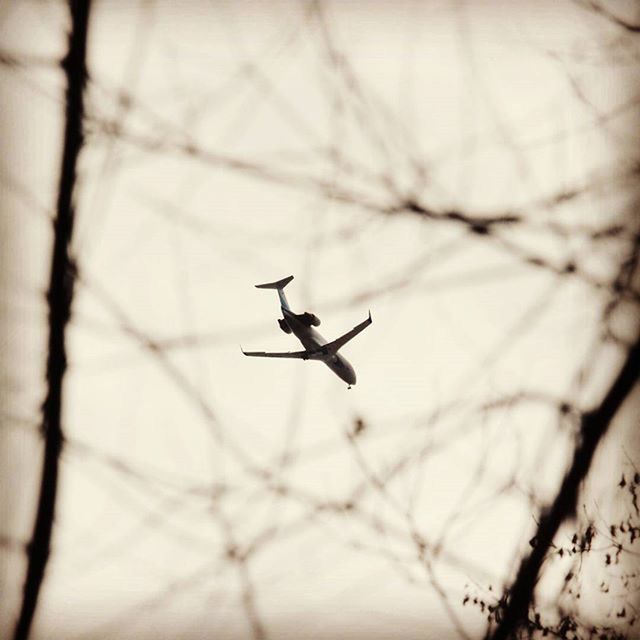 flying, mid-air, silhouette, low angle view, transportation, animals in the wild, wildlife, airplane, animal themes, one animal, mode of transport, bird, focus on foreground, tree, spread wings, air vehicle, branch, bare tree, sky, nature