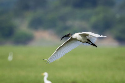 Bird flying