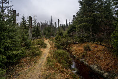 Plants growing on land against sky in forest